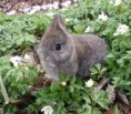/album/photogallery/kaninf19april10-jpg/