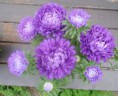 /album/blommor1/aster2-25aug09-jpg/